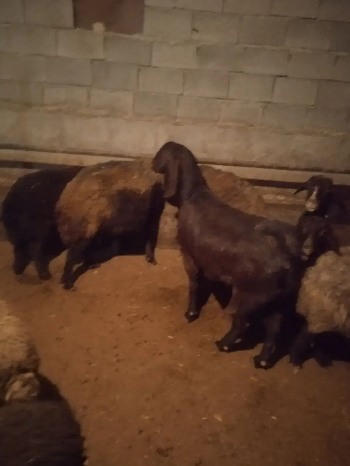 یک عدد بر جوان|حیوانات مزرعه|سراب, |دیوار