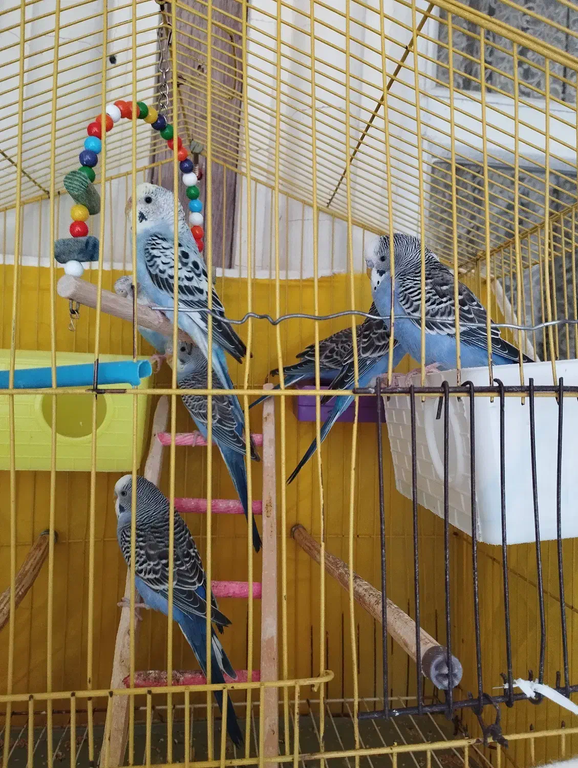 پرنده. مرغ عشق|پرنده|قیدار, |دیوار