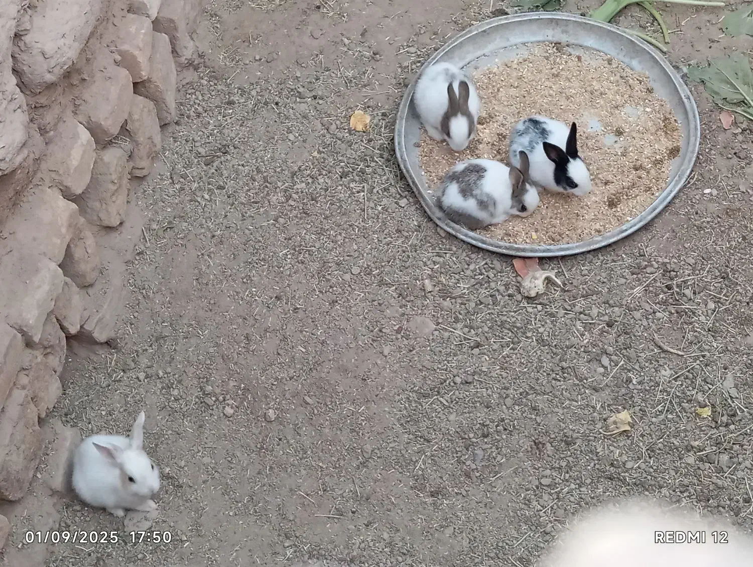 خرگوش|موش و خرگوش|سده (خراسان جنوبی), |دیوار