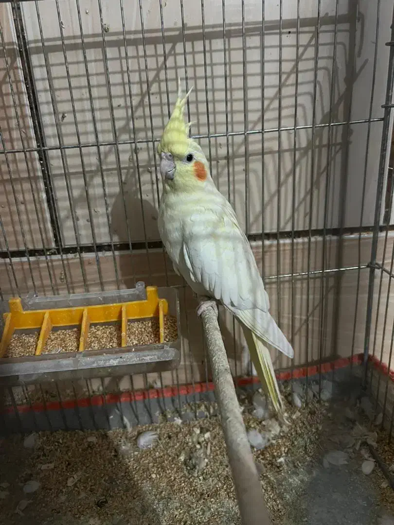 عروس هلندی معاوضه هم با پلاکی|پرنده|سیرجان, |دیوار