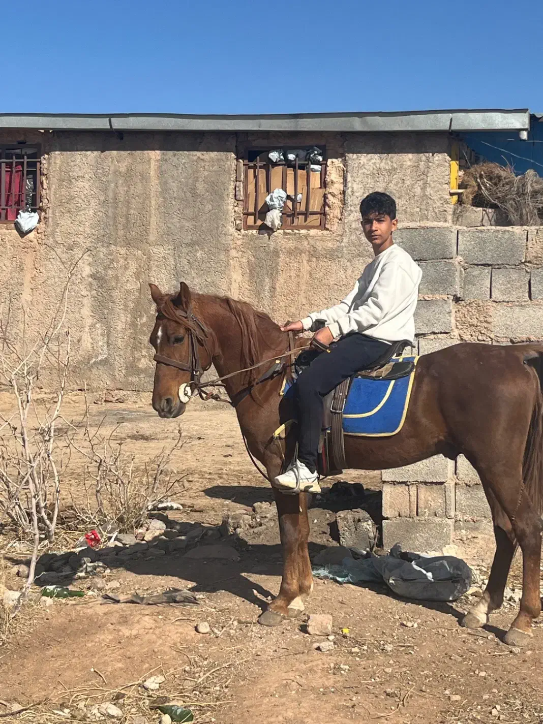 اسب کورد|اسب و تجهیزات اسب‌سواری|کرمان, |دیوار