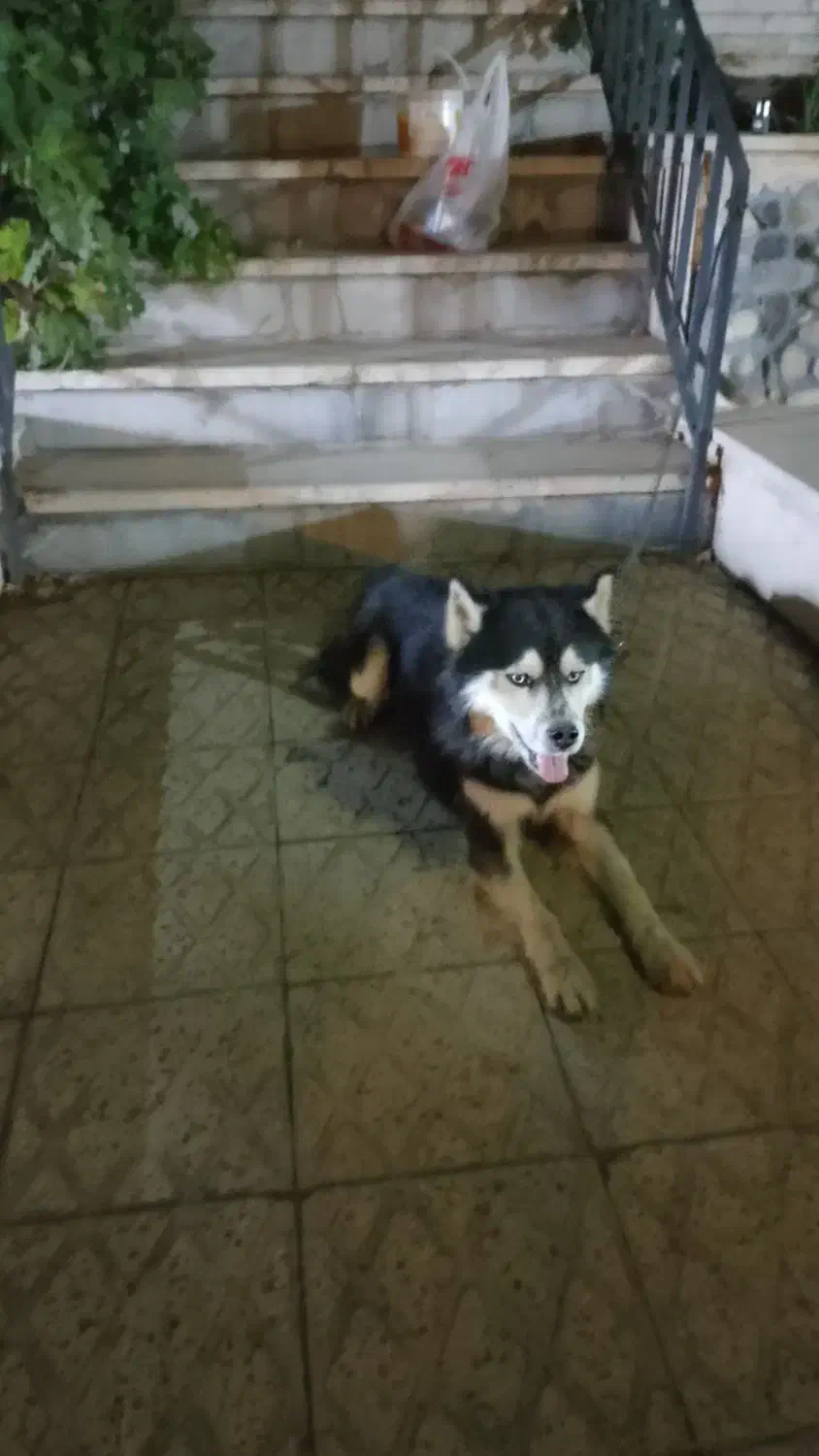 سگ هاسکی لوس و کاملا حرف گوش کن|سگ|رودهن, |دیوار