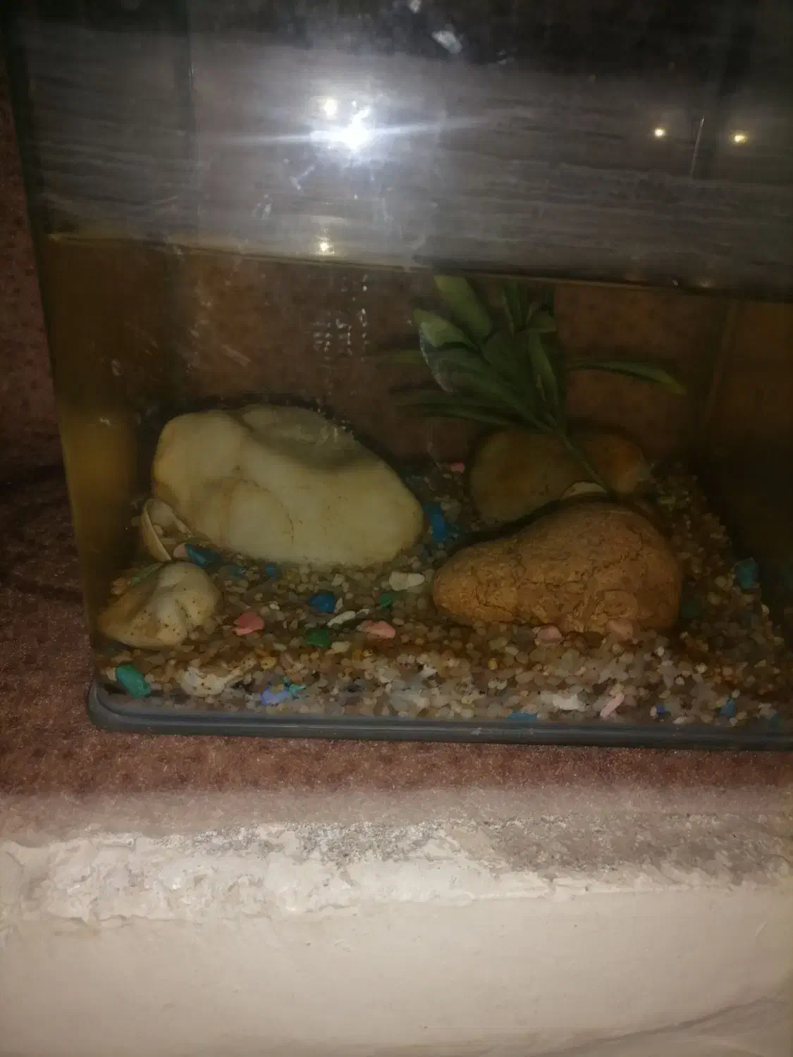 اکواریوم|ماهی|قم, حاج زینل|دیوار