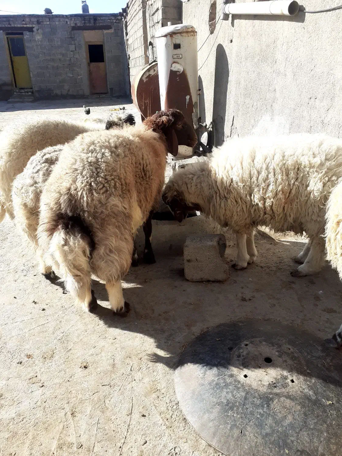 بره|حیوانات مزرعه|کرمانشاه, |دیوار