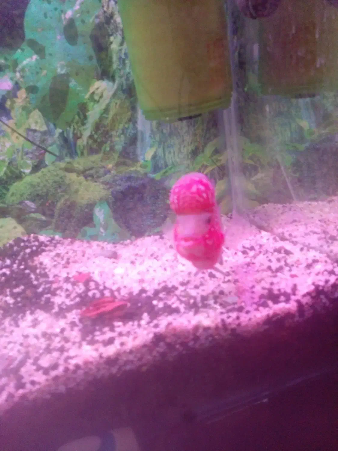 فلاور|ماهی|شیراز, کوشک میدان|دیوار