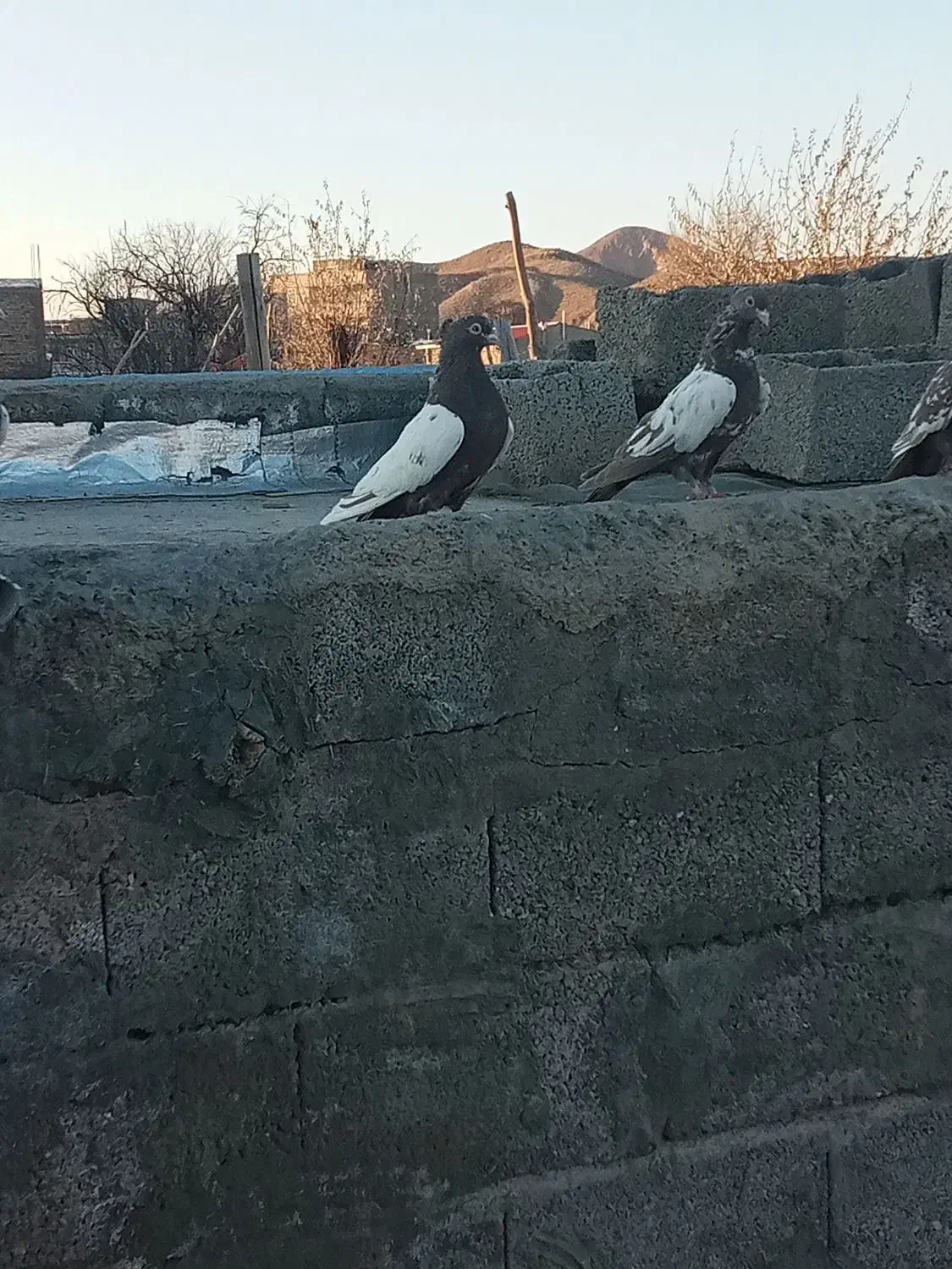 کوینهلی|پرنده|صوفیان, |دیوار