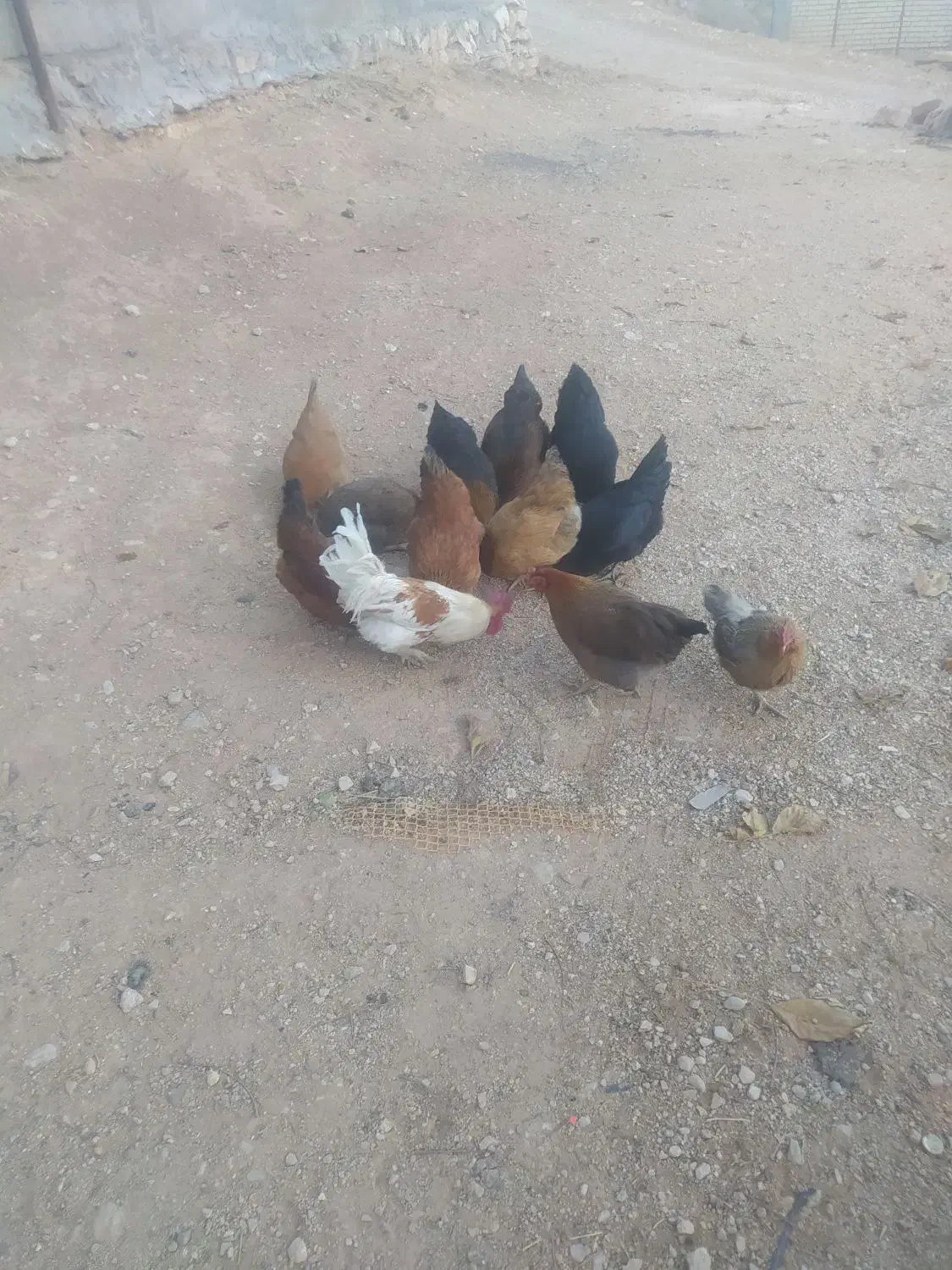 مرغ|پرنده|صمصامی, |دیوار