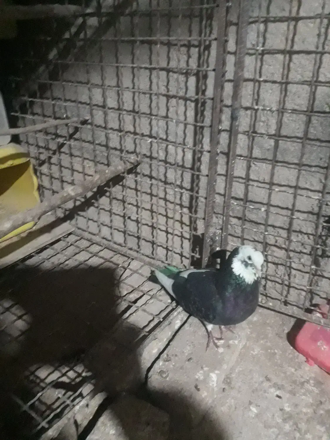 یک طوق کبوتر شازده سیاه ، سروکله دار مست|پرنده|هشتگرد, خور|دیوار