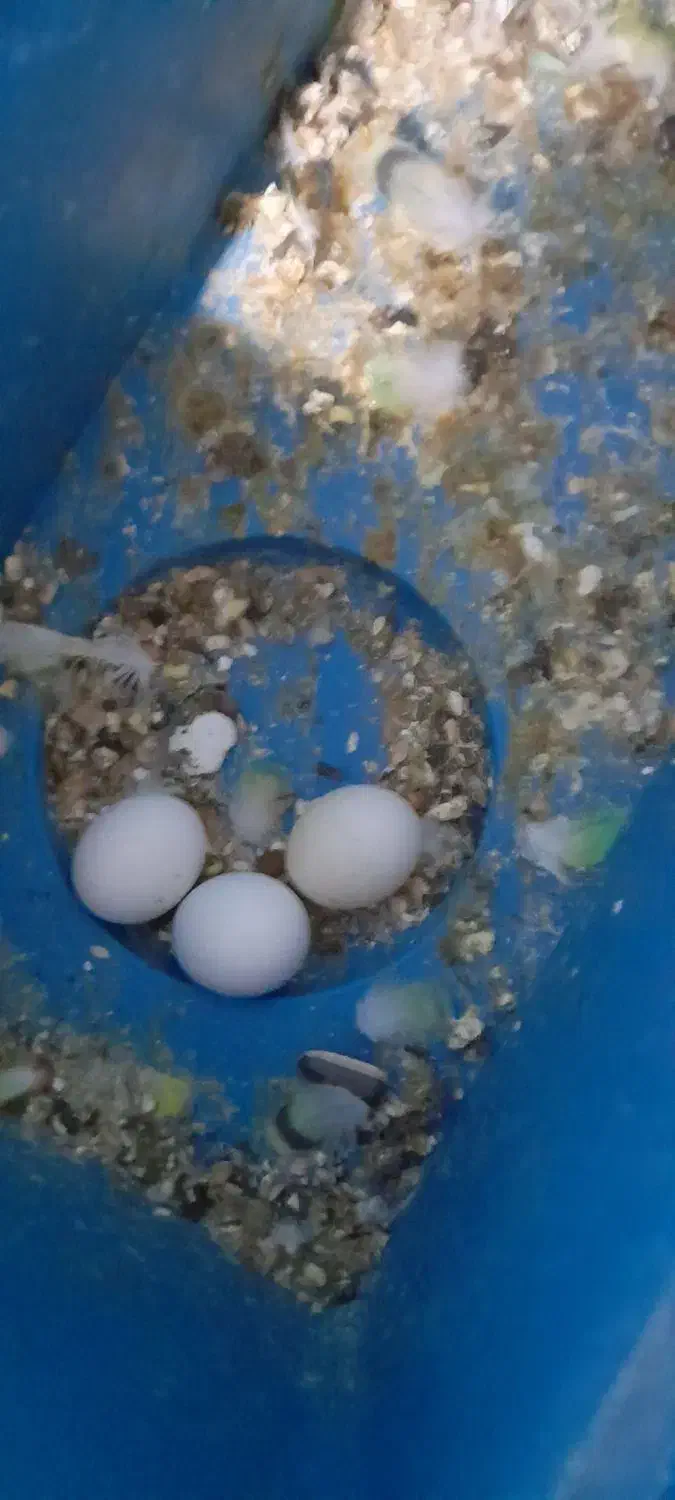 مرغ عشق و تخم جوجه|پرنده|بیرجند, |دیوار