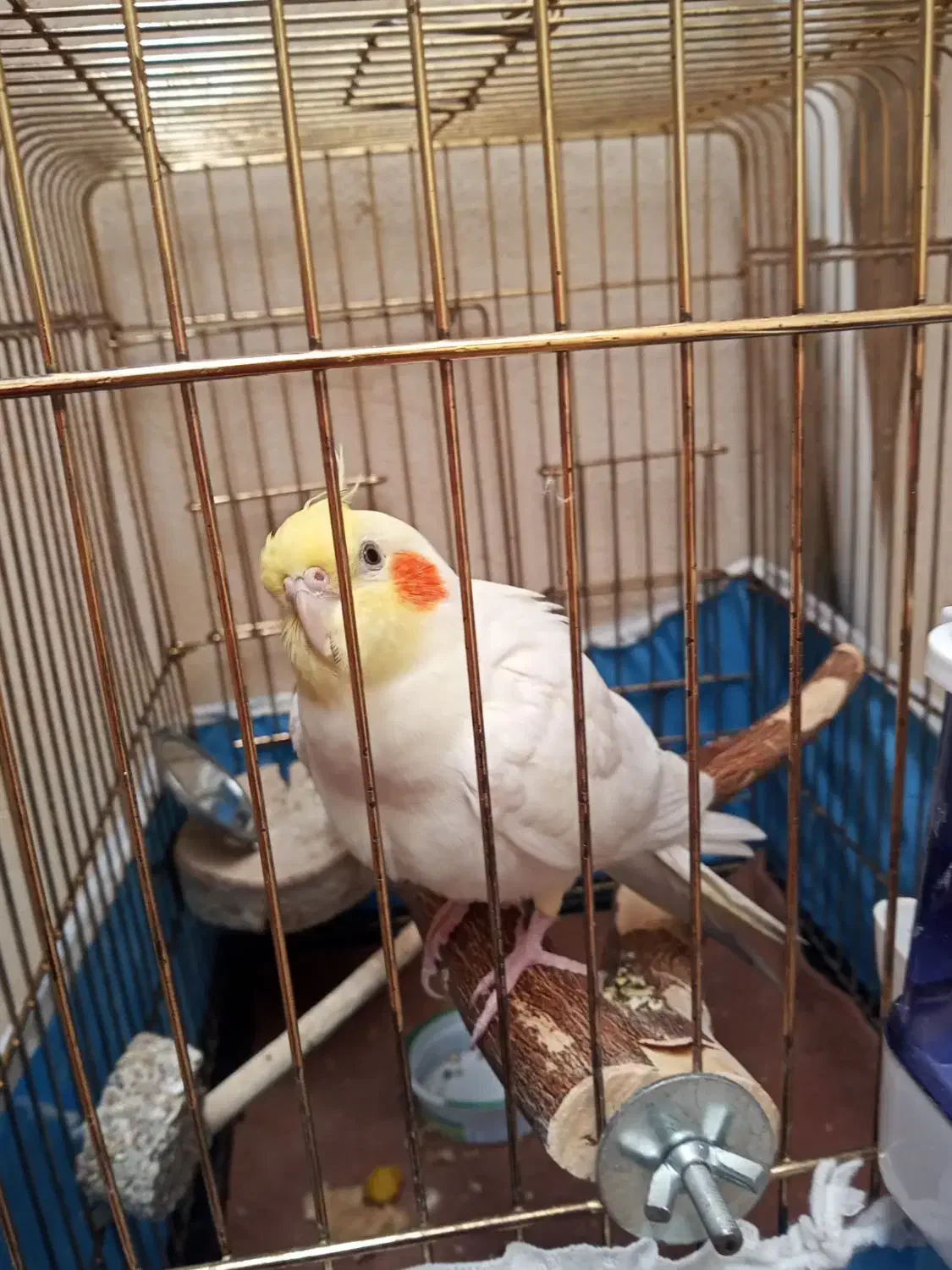 عروس هلندی|پرنده|همدان, |دیوار