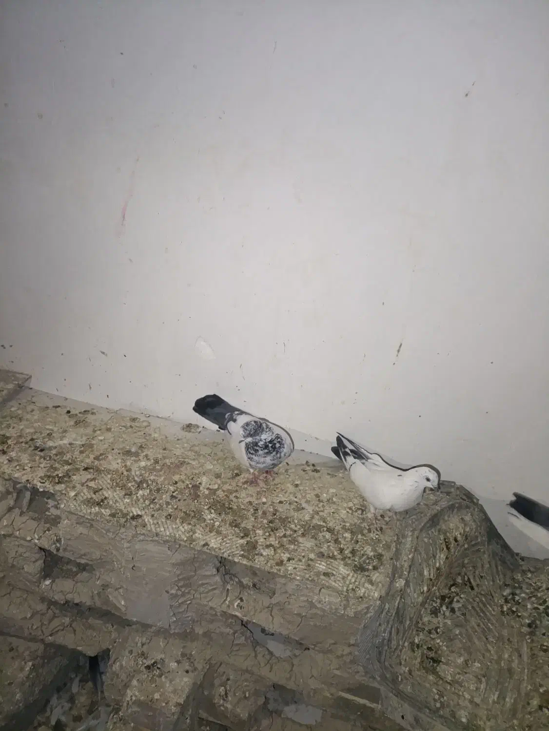 کفتر فروشی|پرنده|کهنوج, |دیوار