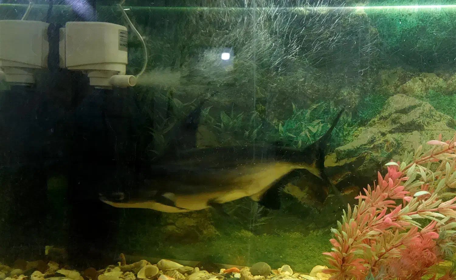 ماهی پنگوسی باله بلند|ماهی|فسا, |دیوار