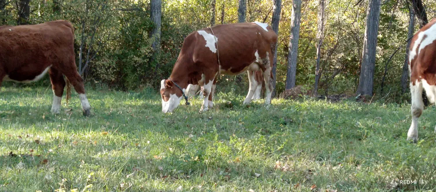 گاو همراه گوساله|حیوانات مزرعه|شاهرود (اردبیل), |دیوار