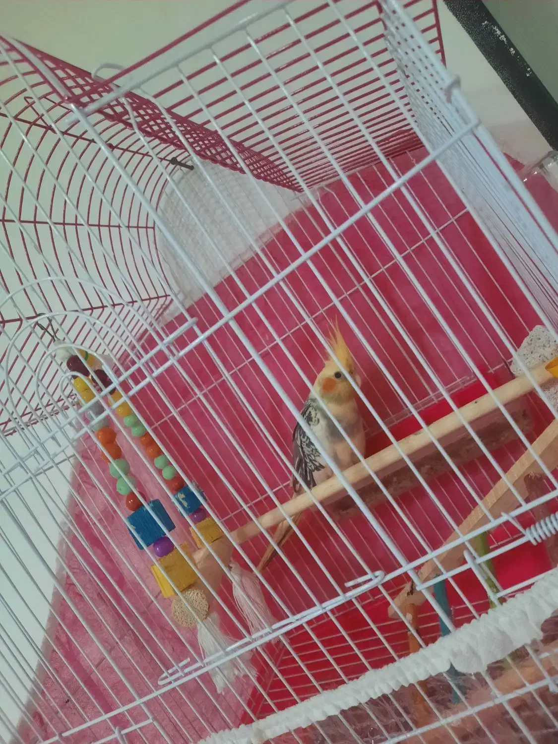 فروش عروس هلندی نر ۳ماهه فقط  تماس|پرنده|قائم‌شهر, |دیوار