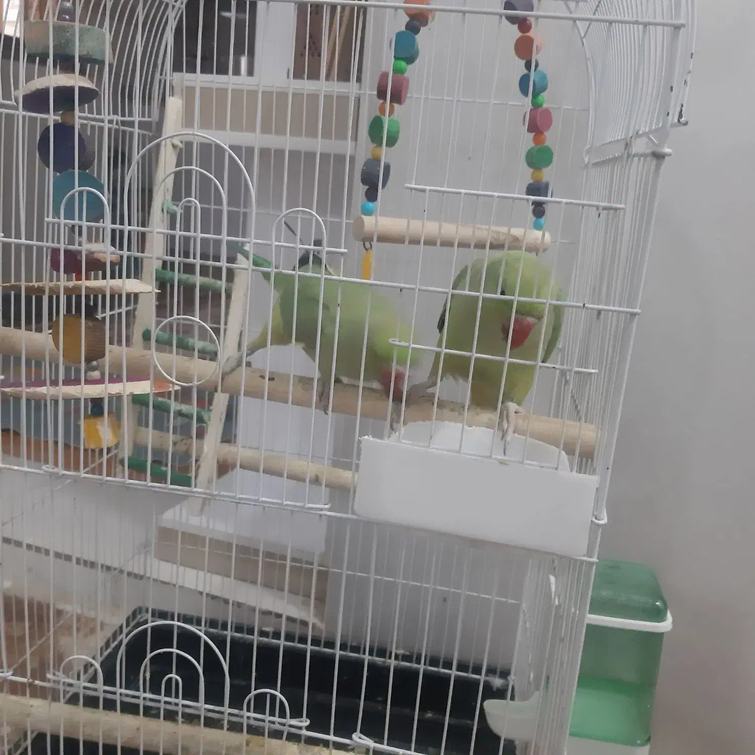 طوطی ملنگو|پرنده|آبادان, |دیوار