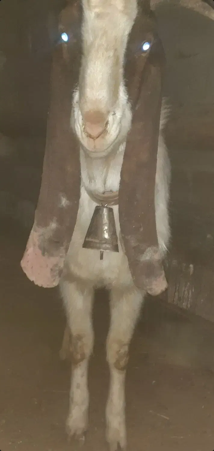 بز پاکستانی گلابی|حیوانات مزرعه|تاکستان, |دیوار