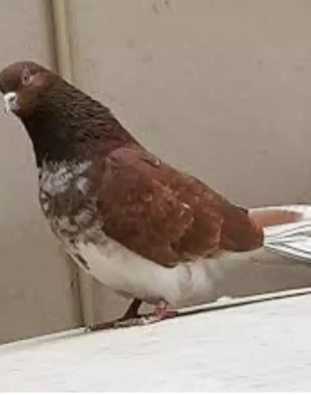 سلام خدمت عشق بازان عزیز|پرنده|ملارد, |دیوار