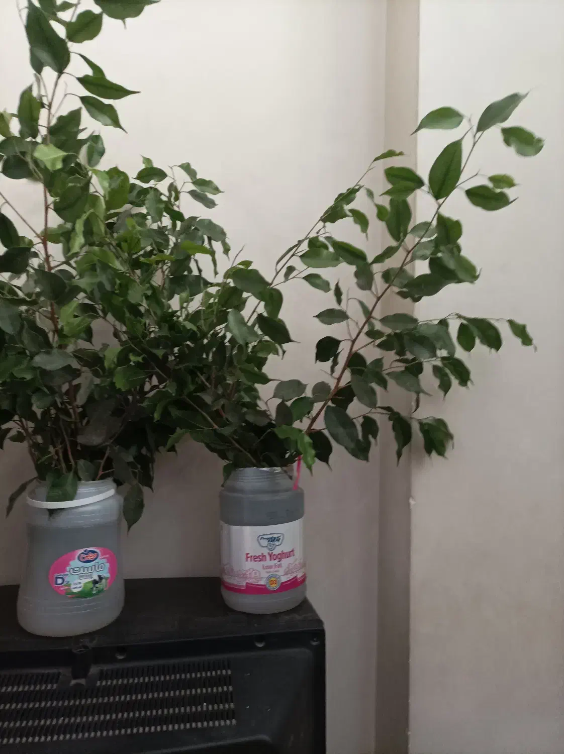 برگ انجیری/قلمه/مانسترا/پتوس/قاشقی|گل و گیاه طبیعی|تهران, هفده شهریور|دیوار