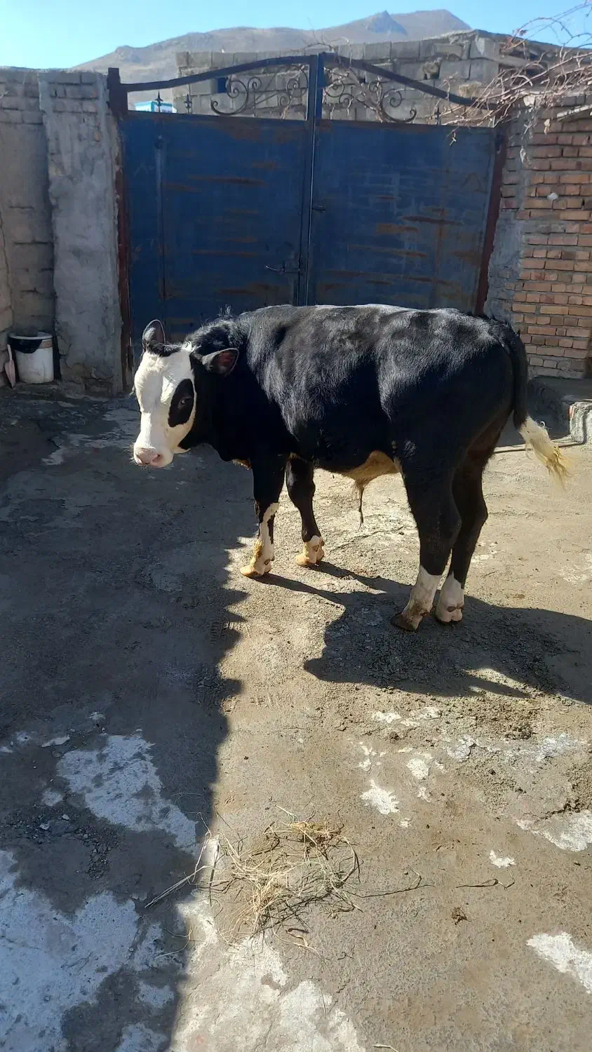 گوساله نر|حیوانات مزرعه|نوشین شهر, |دیوار