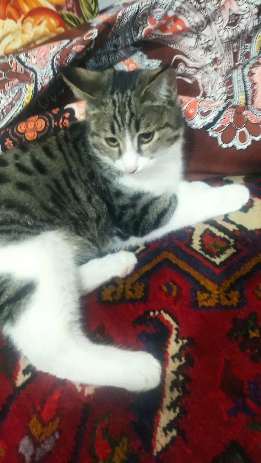 گربه پیدا شده|حیوانات|تبریز, |دیوار