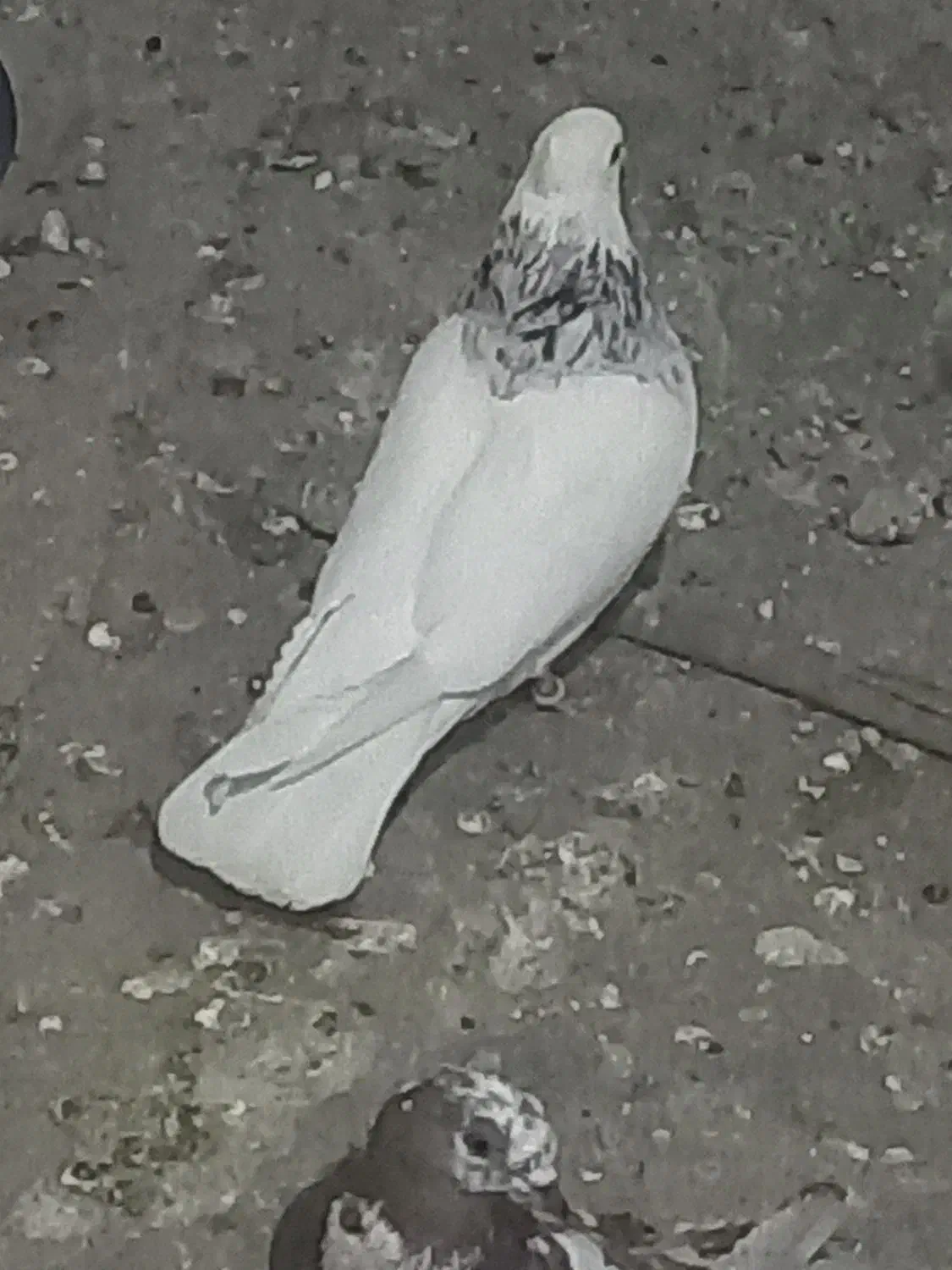 طوقی|پرنده|مسجد سلیمان, |دیوار