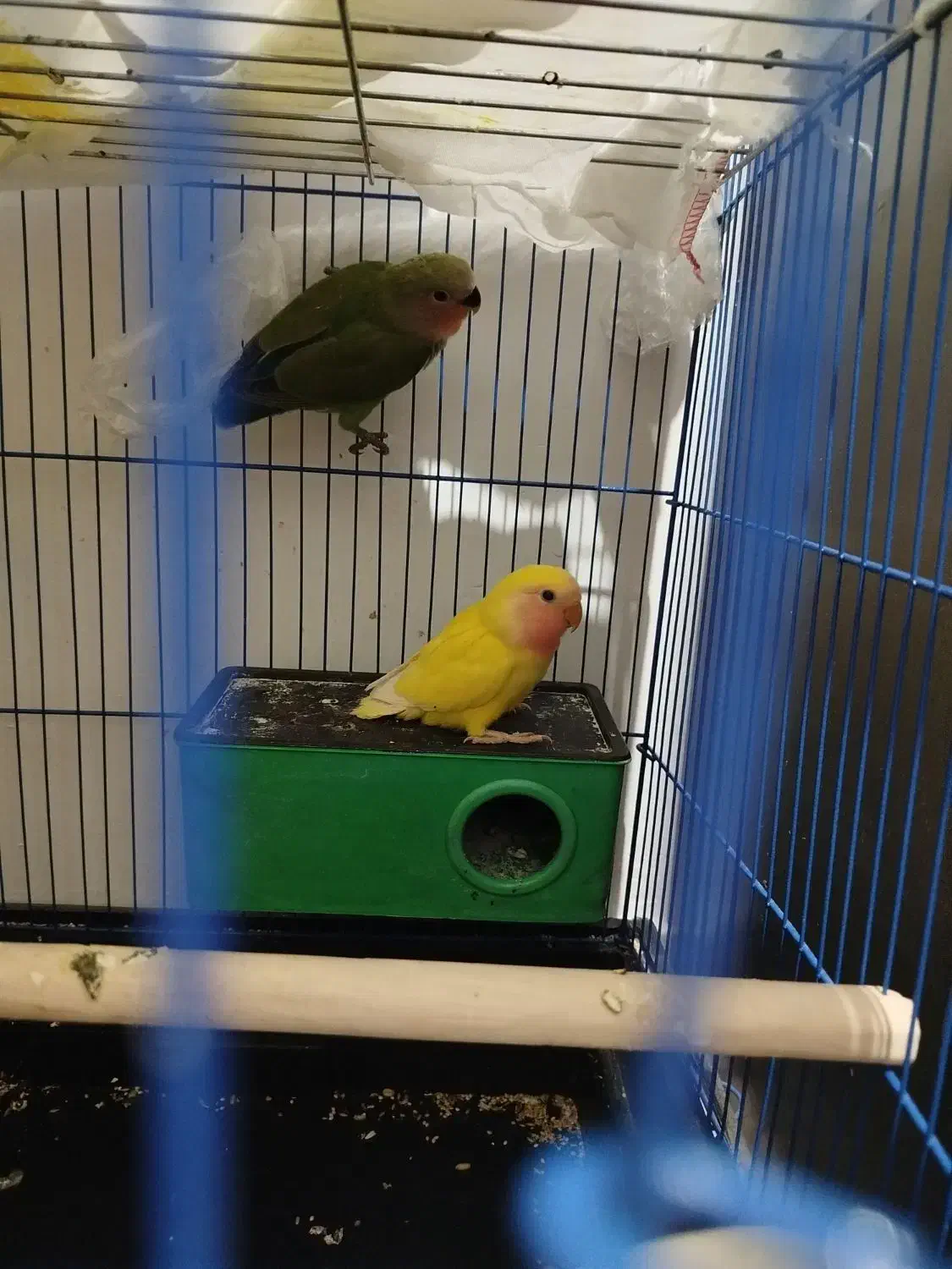 طوطی برزیلی اوپال|پرنده|فردیس, ثابتی|دیوار