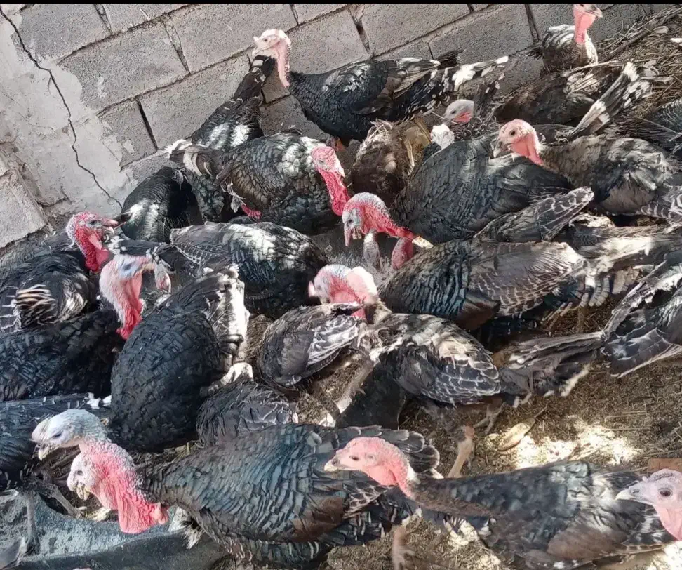 ۴۰۰ قطعه بوقلمون|حیوانات مزرعه|قصابه, |دیوار