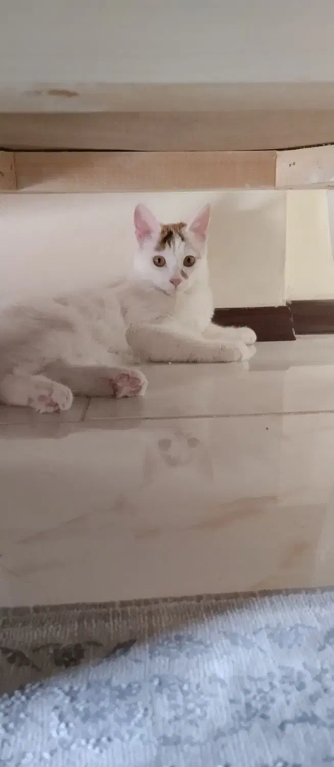 واگذاری گربه بازیگوش|گربه|پردیس, فاز ۱۱|دیوار