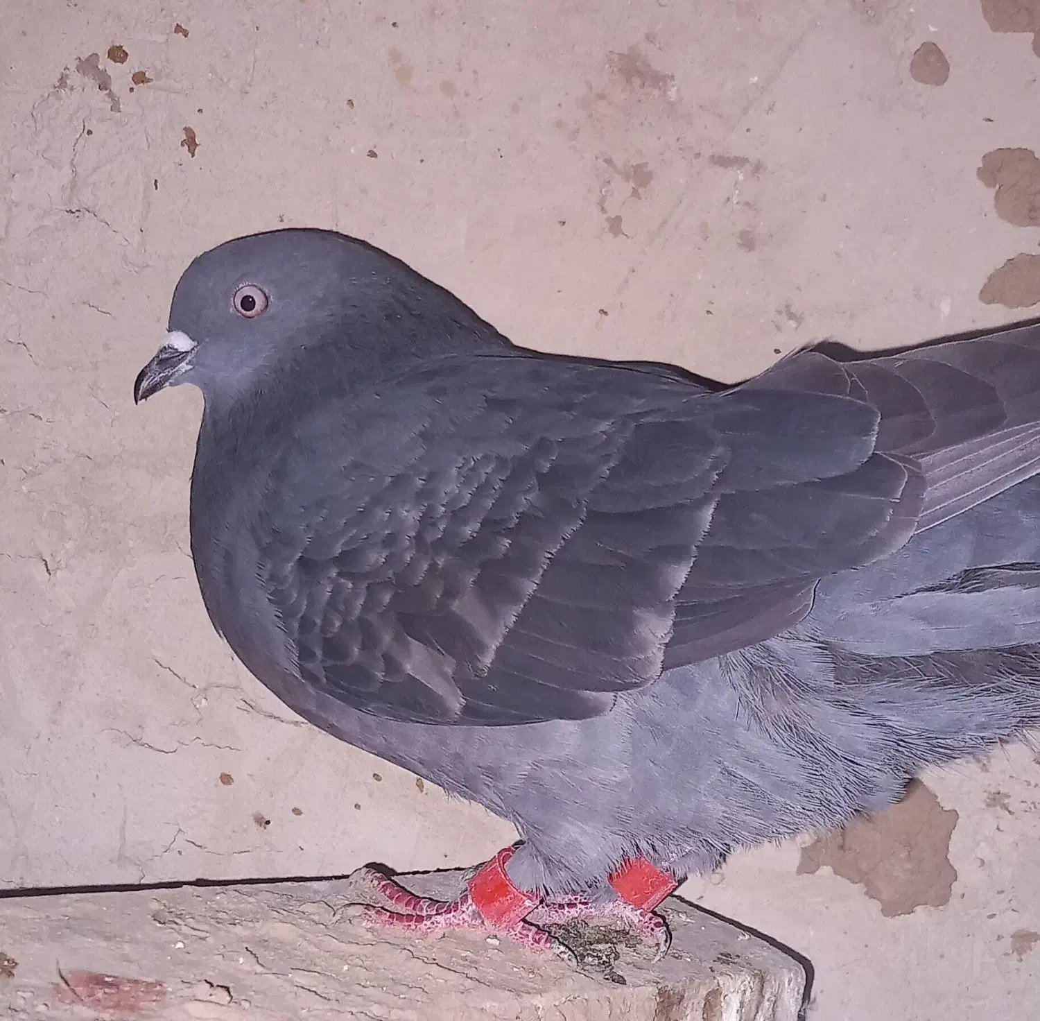 پرشی|پرنده|ماهدشت, |دیوار