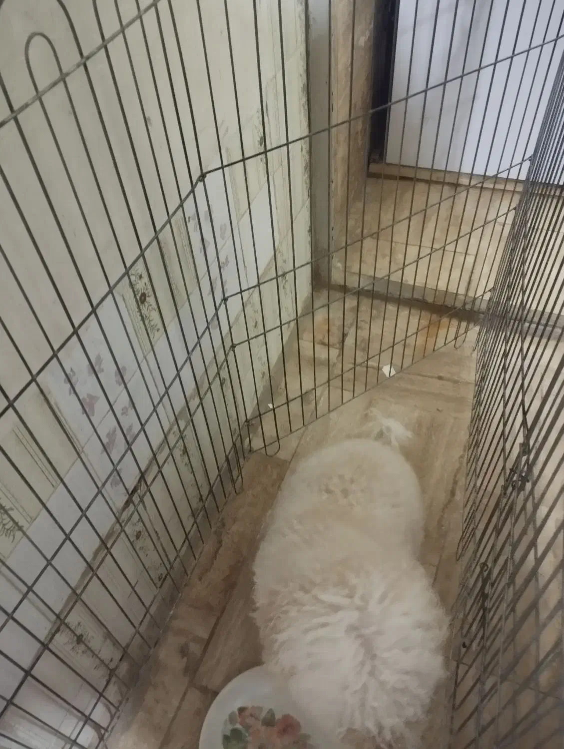 سگ پودل|سگ|تهران, ترمینال غرب|دیوار