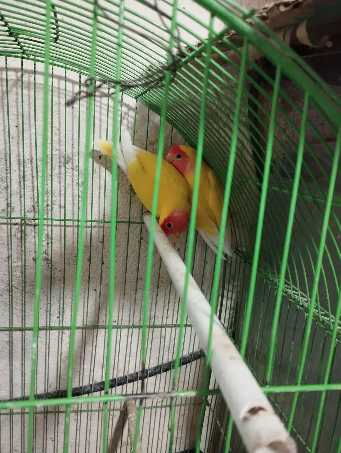 طوطی برزیلی|پرنده|اهواز, کوروش|دیوار