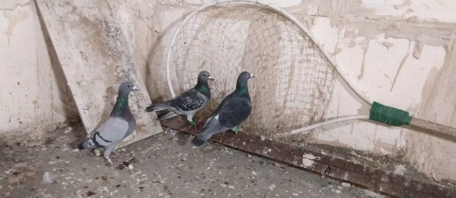 3عکبوتر نر پرشی زمانت|پرنده|زاوه, |دیوار