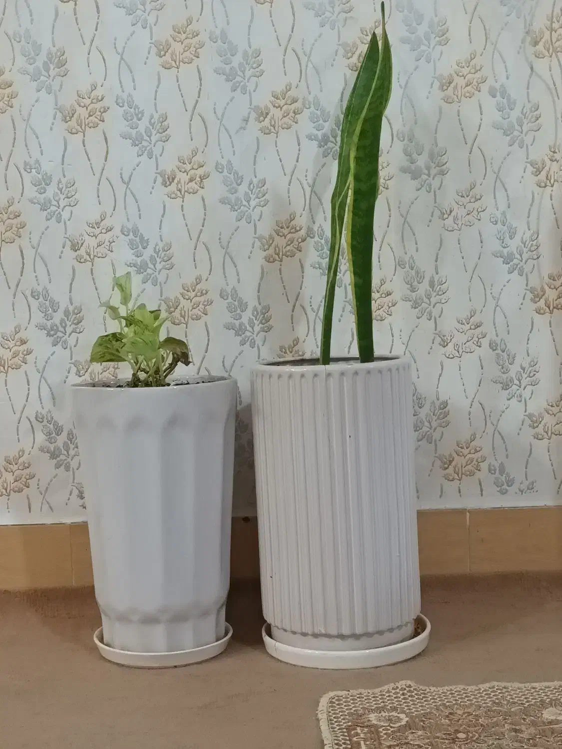 دوتاگلدون سفید بلند|گل و گیاه طبیعی|بروجرد, |دیوار