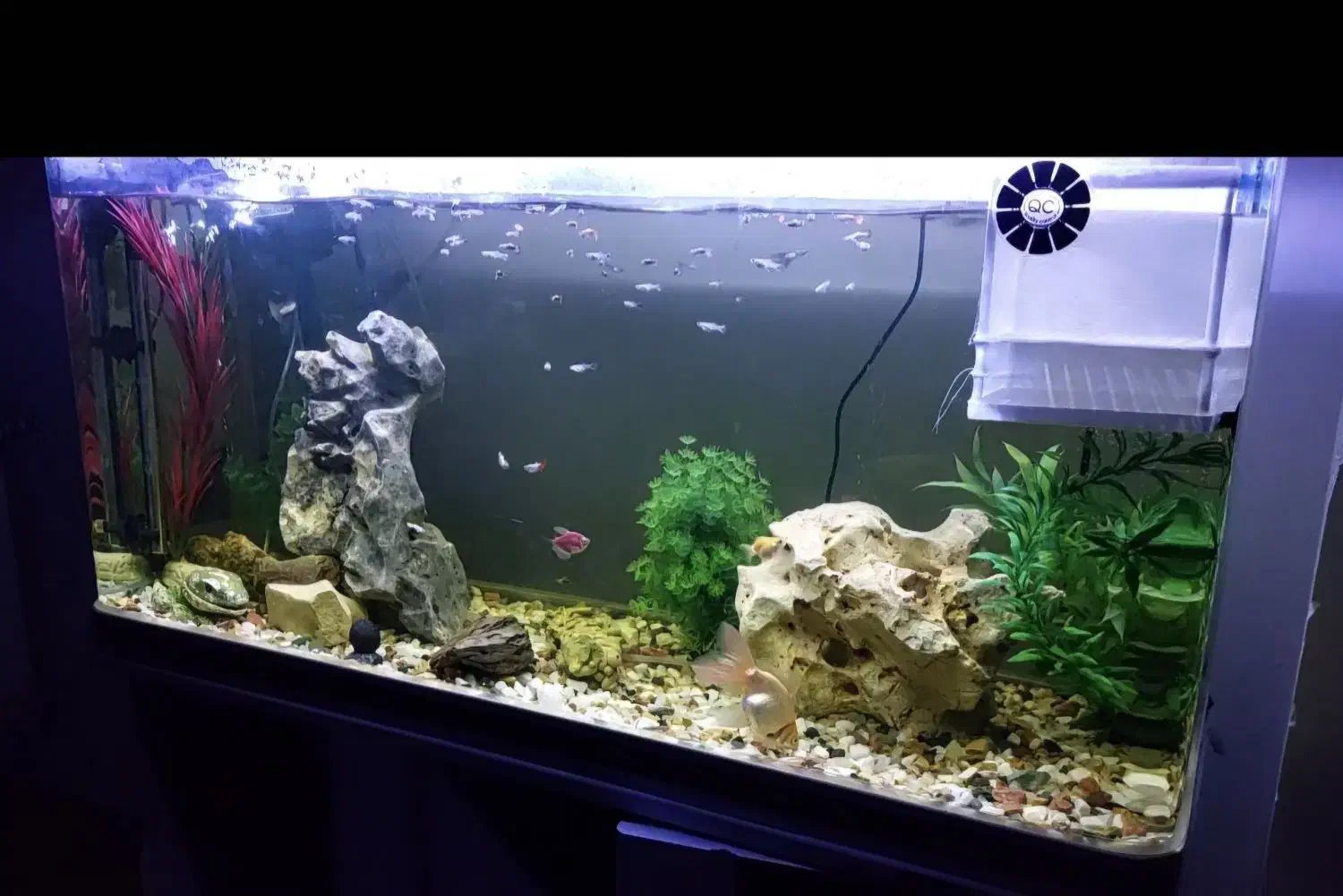 آکواریوم شرکتی ماهیران با تمامی وسایل|ماهی|کرمانشاه, |دیوار