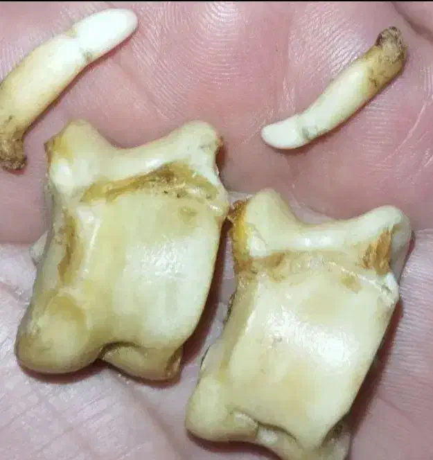 م کهنه|کلکسیون و سرگرمی|شوش, |دیوار