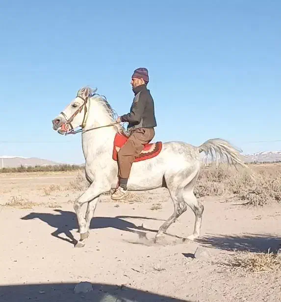 اسب نریان|اسب و تجهیزات اسبسواری|تبریز, |دیوار