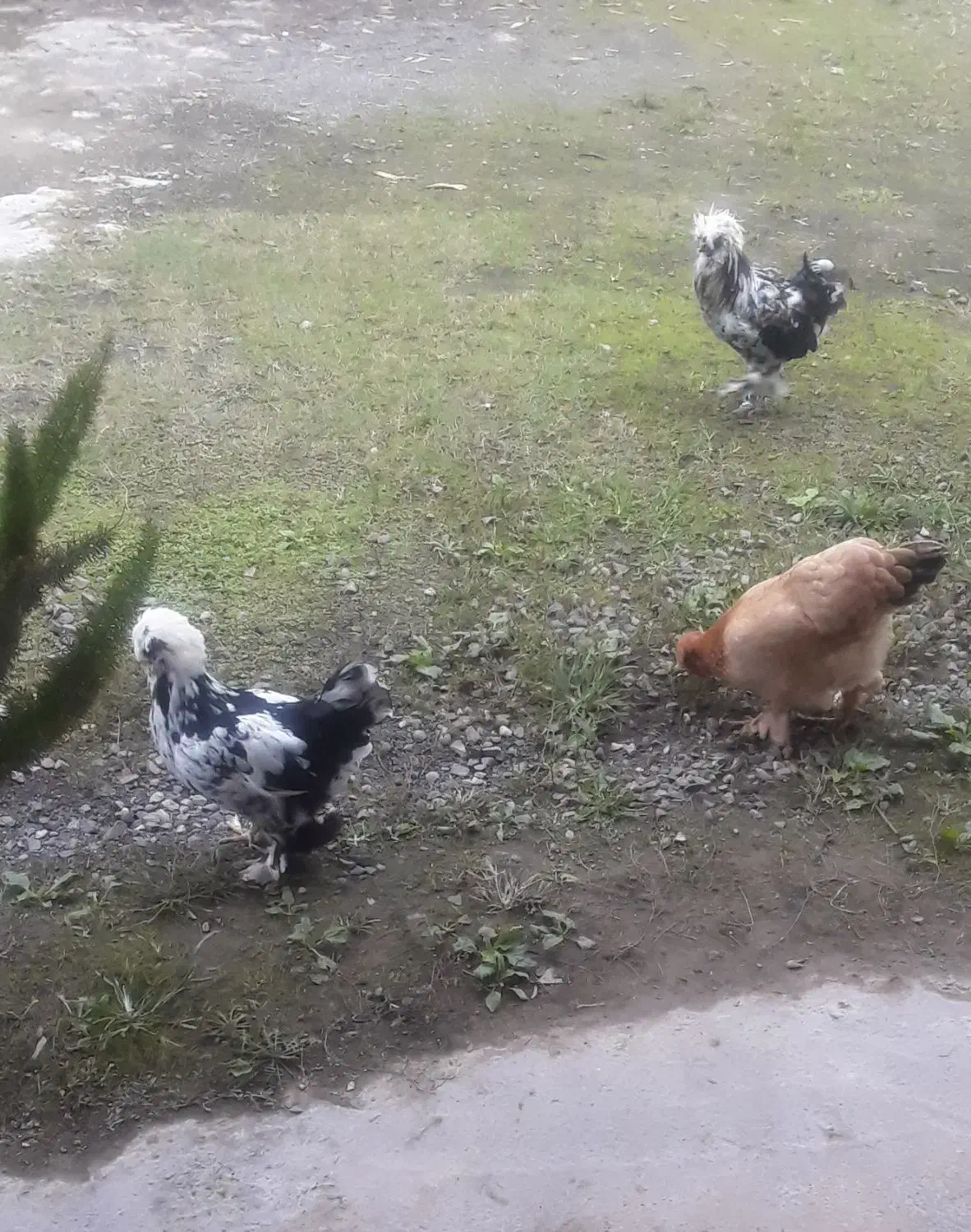 تخم نطف دار|حیوانات مزرعه|رودبنه, |دیوار