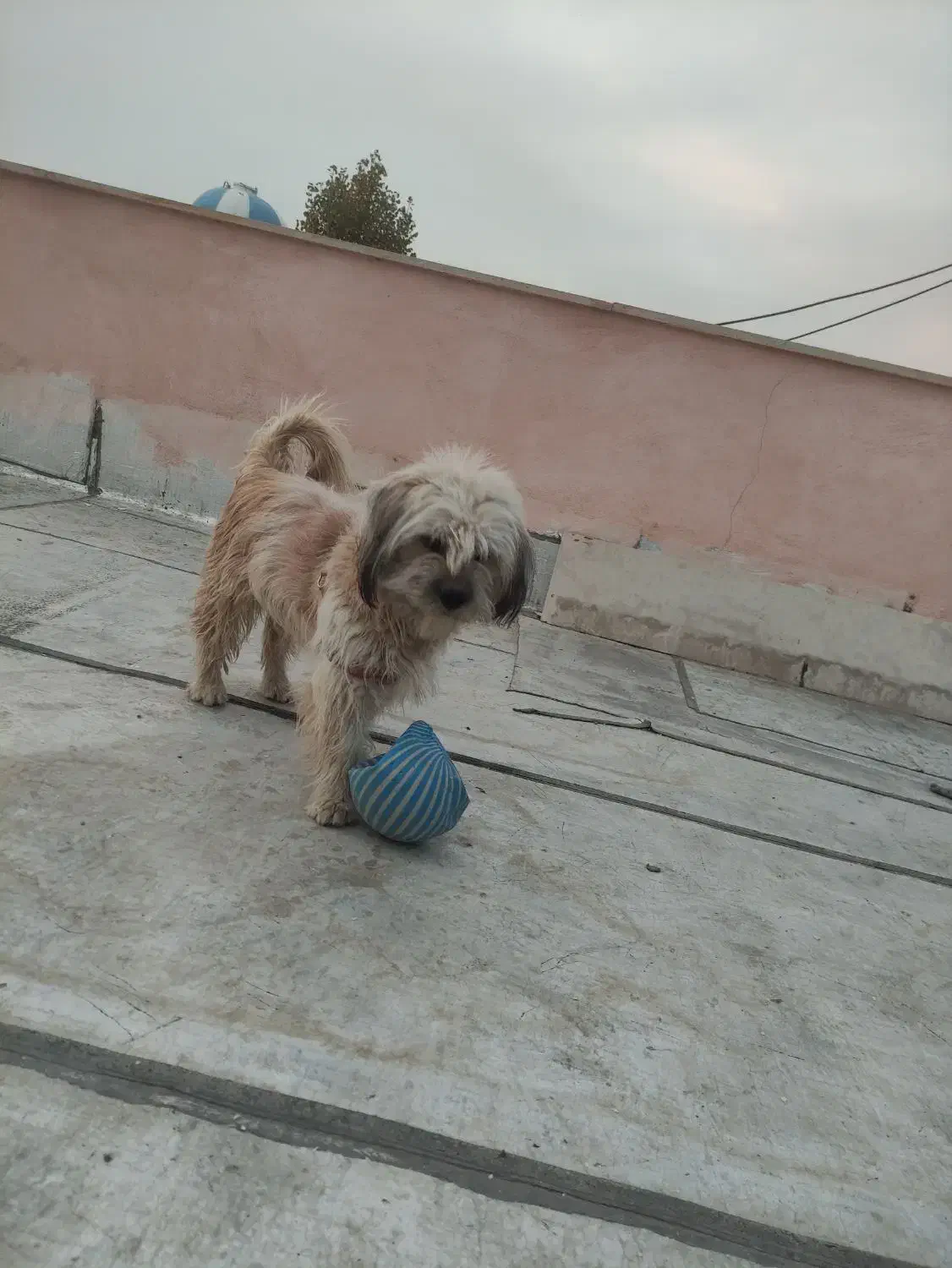 سگ تریر|سگ|ماهدشت, |دیوار