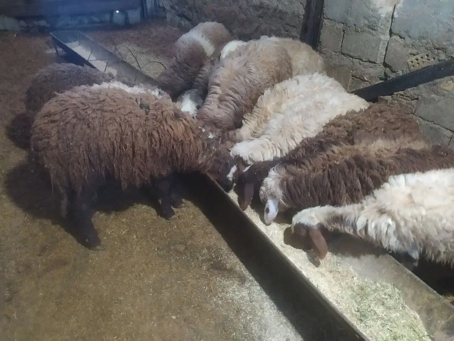 بره گوشتی|حیوانات مزرعه|زاغه, |دیوار