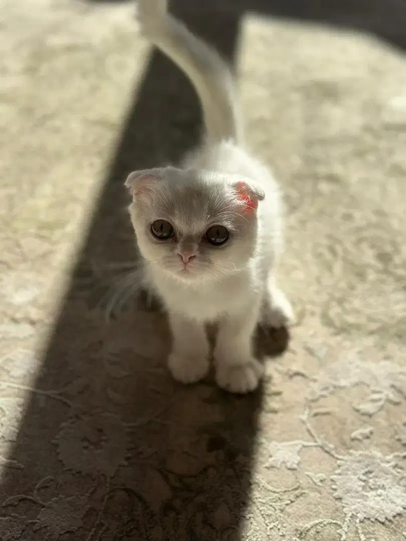 واگذاری بچه گربه اسکاتیش فولد|گربه|سنندج, |دیوار