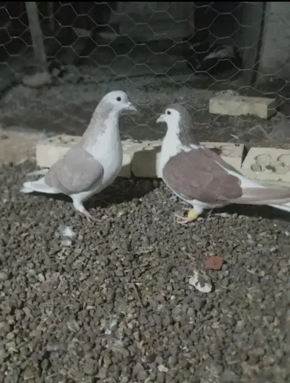 کبوتر چادری|پرنده|تبریز, |دیوار