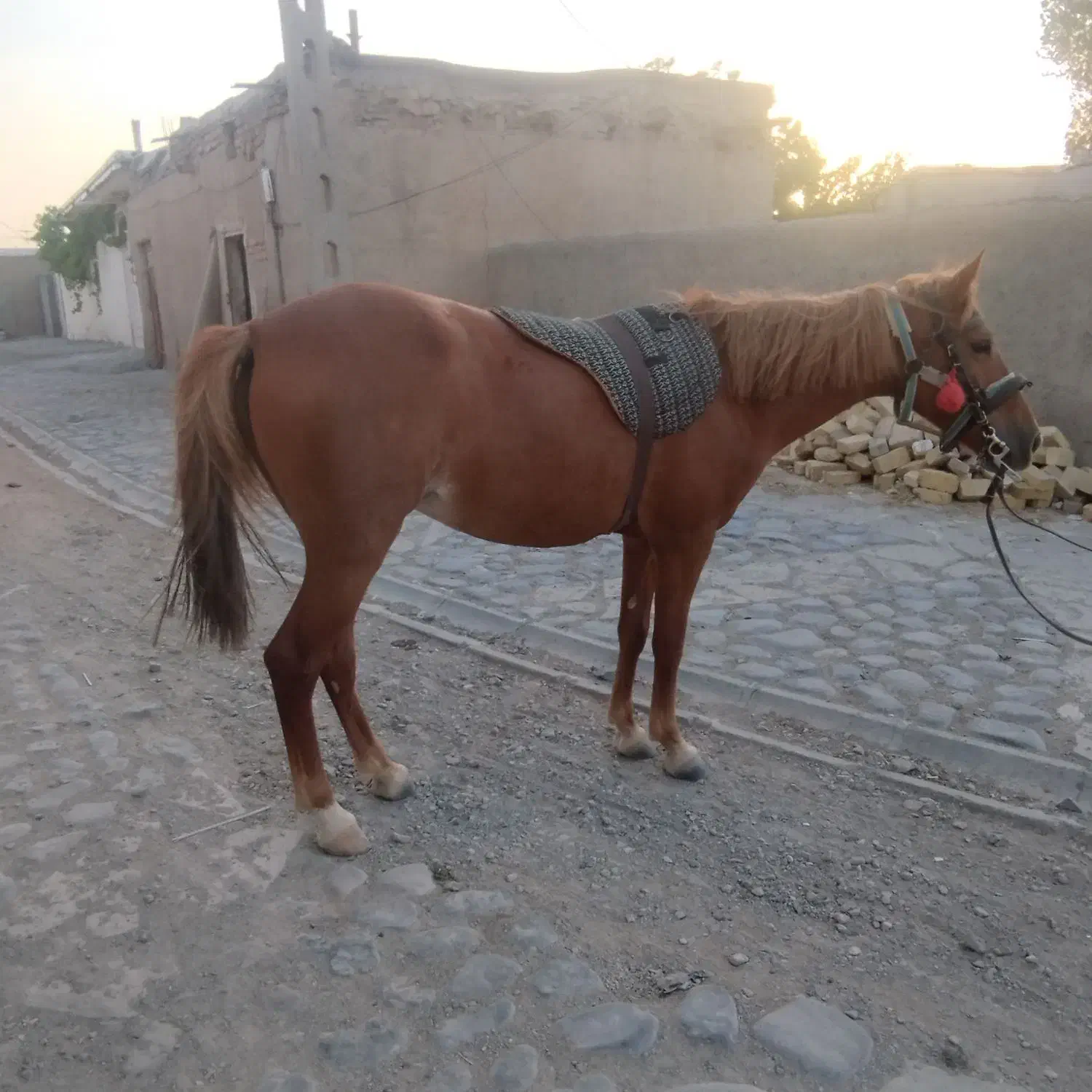 اسب مادیان|اسب و تجهیزات اسبسواری|زنجان, |دیوار