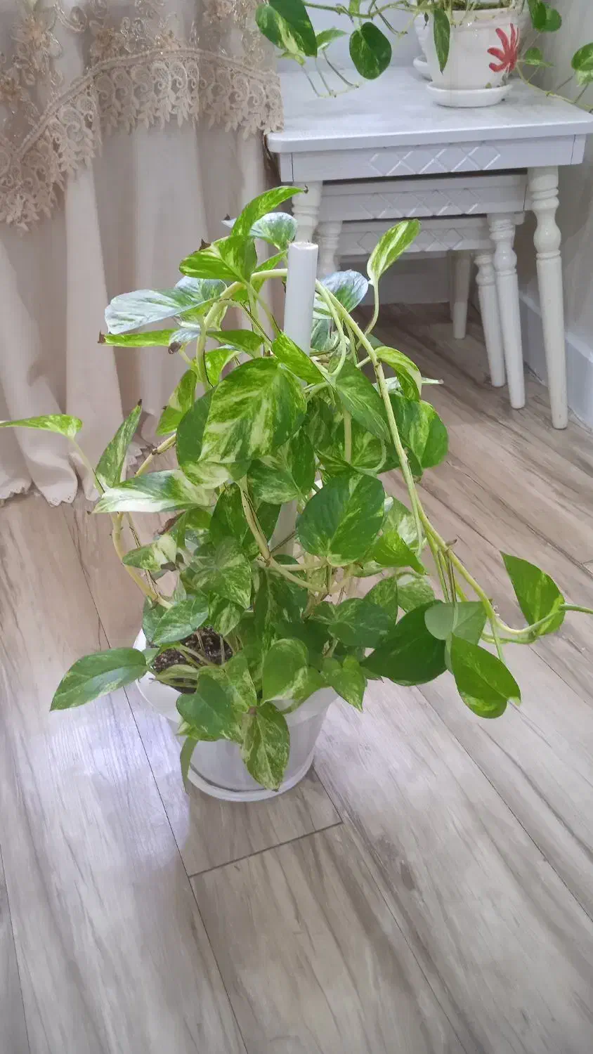 گل پتوس|گل و گیاه طبیعی|رشت, آب و برق|دیوار