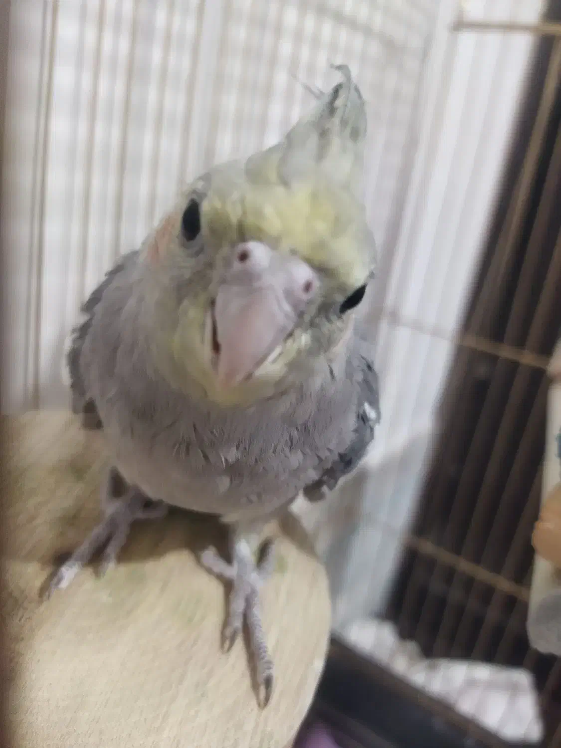 عروس 3ماهه|پرنده|زرند, |دیوار