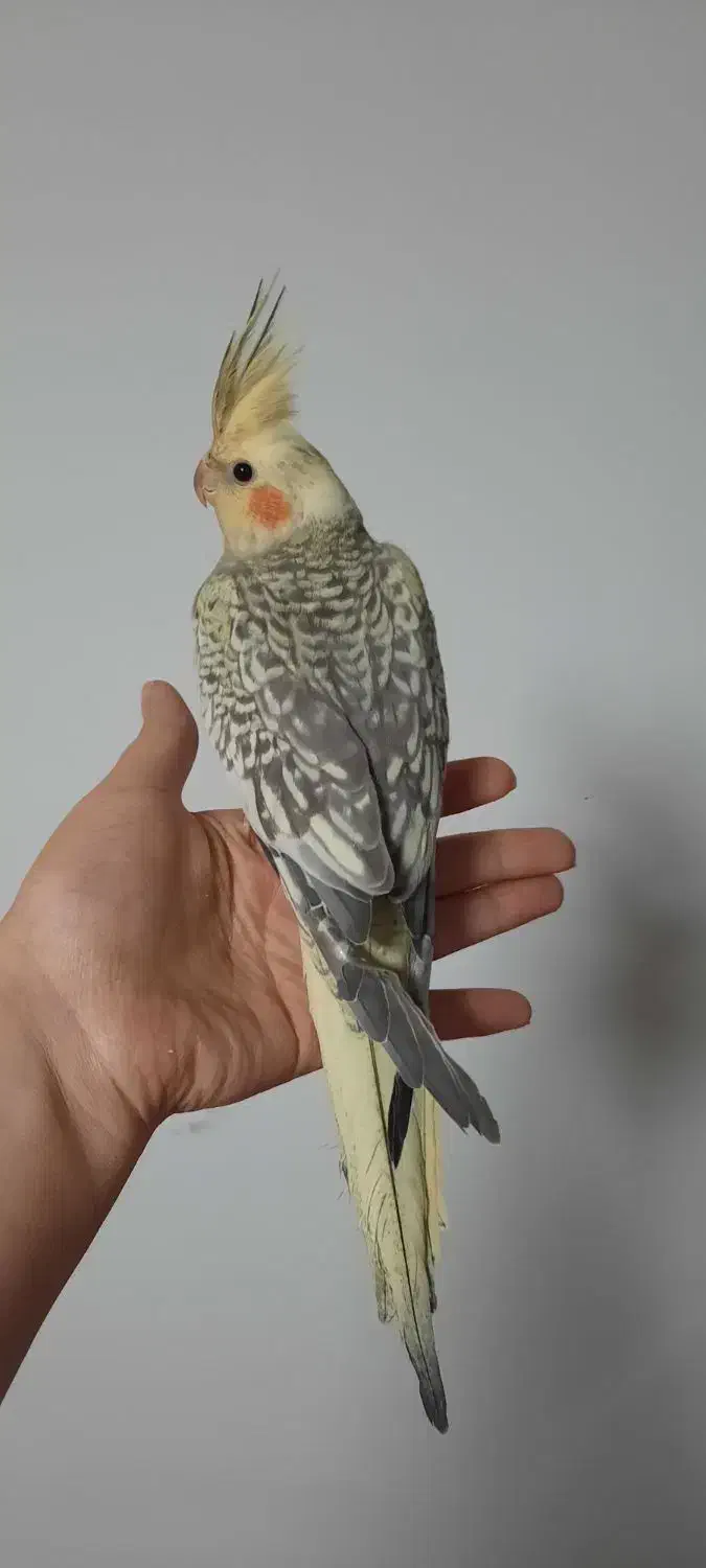 جوجه سه ماهه|پرنده|رشت, سعدی (تختی)|دیوار