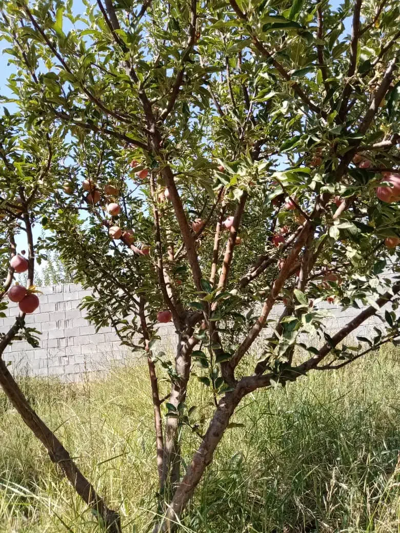 ۱۰۰۰ متر باغ|فروش زمین و ملک کلنگی|همایجان, |دیوار