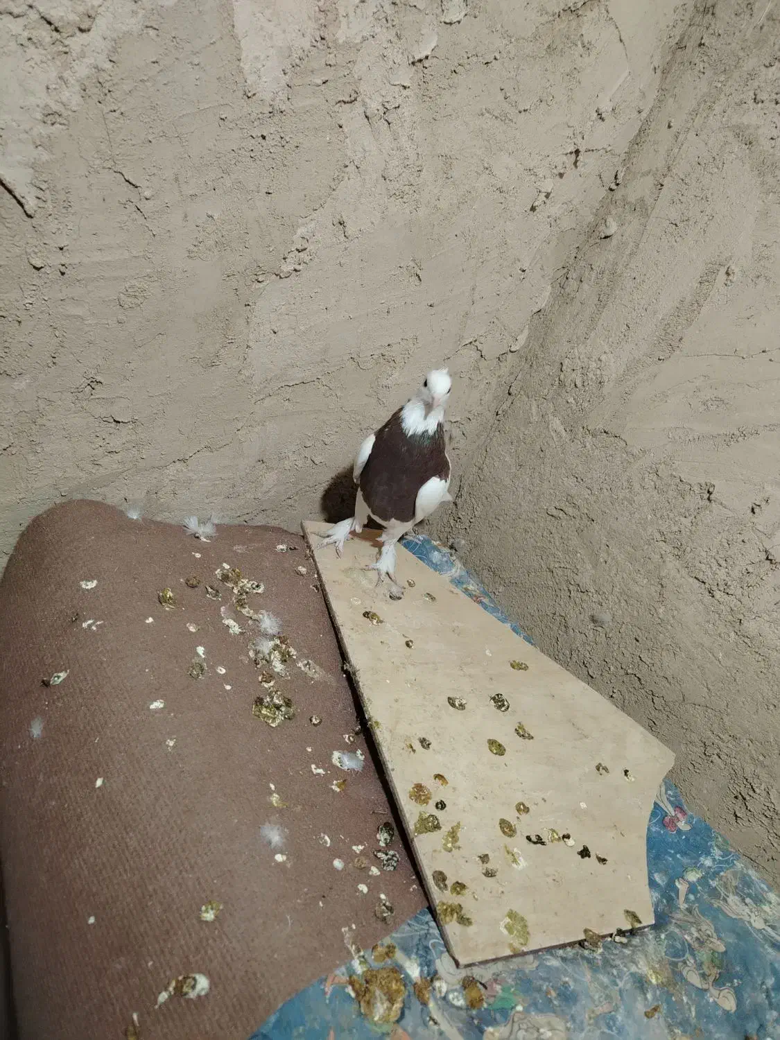 کفتر طوقی|پرنده|مبارکه, |دیوار