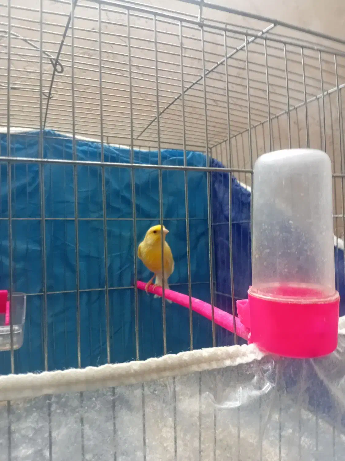 قناری نر|پرنده|نیشابور, دارایی|دیوار