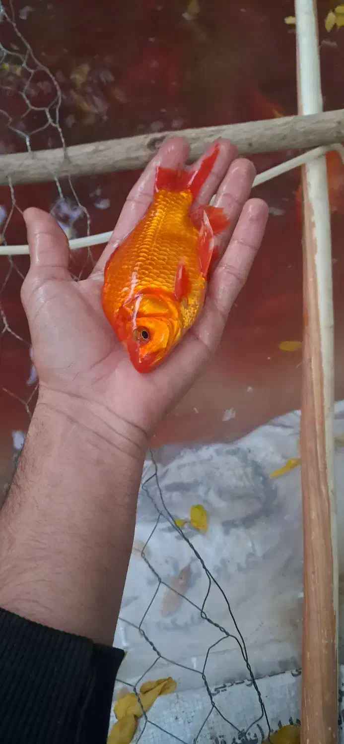 ماهی قرمز|ماهی|اسفراین, |دیوار