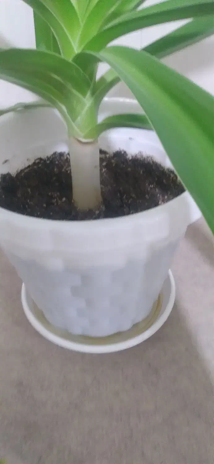 گل گندمی|گل و گیاه طبیعی|کرمانشاه, |دیوار